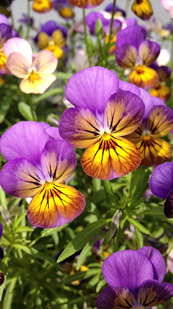Pansy, Violet HD phone wallpaper