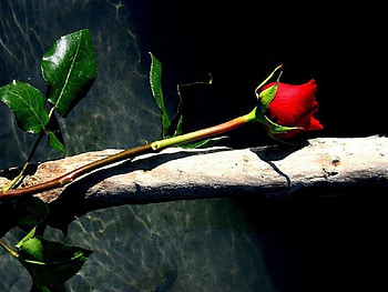 rose by the water, rose, still life, nature, flowers, water HD wallpaper