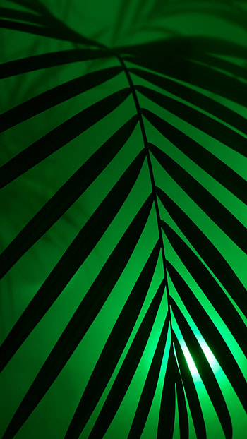 dark, nature, leaf, dark nature HD phone wallpaper