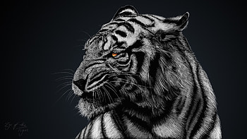 High Resolution Tiger Black and White Full Size . HD wallpaper