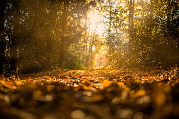 A tranquil forest pathway covered in golden autumn leaves illuminated by soft sunlight. HD wallpaper
