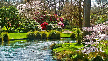 Nature, Flowers, Grass, Pond HD wallpaper
