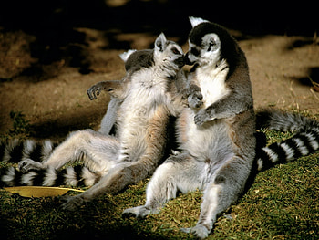 Funny, Animals, Lemurs HD wallpaper