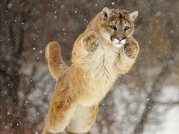 Jumping Cougar, trees, brown, cougar, big cat HD wallpaper