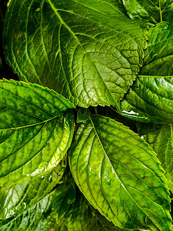 Flora, green leaves, close up HD phone wallpaper