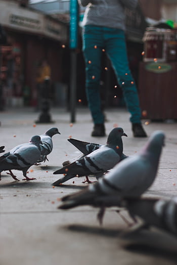 A group of pigeons on city pavement with blurred human legs in background, captured during daytime. HD phone wallpaper