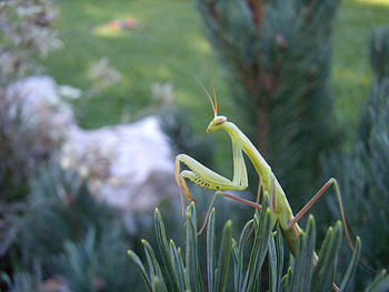 baby mantis/ majcena bogomoljka, baby, mantis, bug, green HD wallpaper
