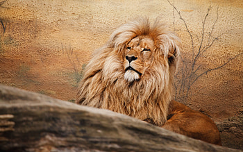 Lion, animal, leu, orange HD wallpaper
