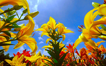 Lilies reaching up to sky, blue, graphy, yellow, nature, up, lilies, orange HD wallpaper