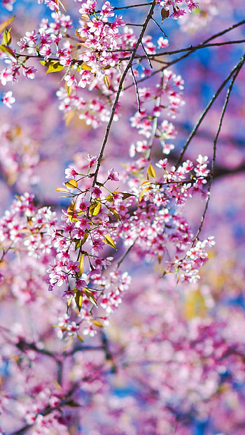 Spring scenic view, Tranquil nature, Captivating landscape, Inspirational backdrop HD phone wallpaper