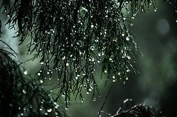 Close-up view of raindrops on pine needles creating a serene nature scene. HD wallpaper