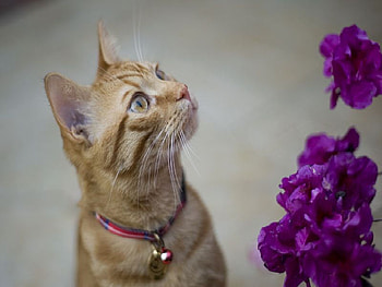 what lovely flowers to eat!, eating, flowers, lovely HD wallpaper