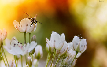 Flowers, Insects, Sun, Macro, Shine, Light, Flight HD wallpaper