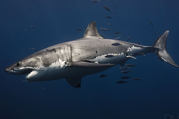 Great white sharks, Personalities Nautilus Liveaboards, Do great white HD wallpaper