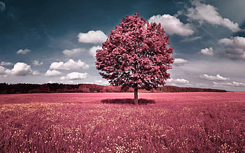Tree, Girly HD wallpaper