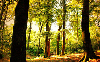 Beech tree forest, Nature's playground, Enchanting landscape, Serenity in trees HD wallpaper