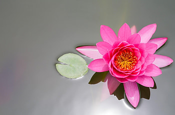 Flowers, Water, Pink, Smooth, Surface, Water Lily HD wallpaper