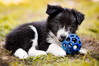 Collie dog , backgrounds, Canine pets, Cute animals HD wallpaper