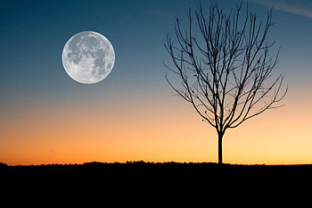 Tree & a full moon, moon, full, graphy, , minimalist, tree, sunset HD wallpaper