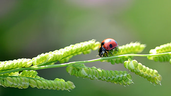 Ladybugs in nature, Plants and insects, Nature's tiny wonders, worth buzzing about HD wallpaper