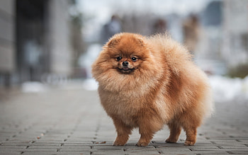 Pomeranian, Fluffy spitz , Cute pets, High-quality HD wallpaper