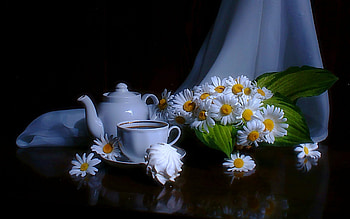 Plants, Flowers, Objects, Camomile HD wallpaper