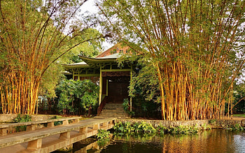 Moanalua Gardens, Bamboo HD wallpaper