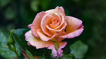 Close up, orange rose, flower HD wallpaper