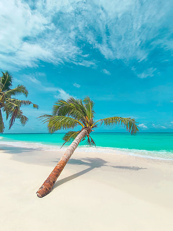 Palm tree, beach, tropical HD phone wallpaper
