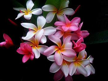 Flowers, Multicolored, Black Background, Plumeria HD wallpaper