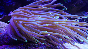 Underwater shot, Sea Anemone, Stock video HD wallpaper