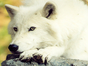 Arctic Beauty, animal, dog, wolves, other, dogs, wolf HD wallpaper