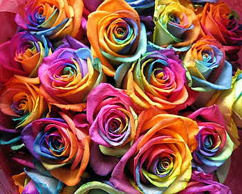 Colorful Roses, rose, colorful, roses, flower, beautiful, nature, flowers HD wallpaper