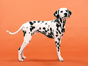 Dalmatian, dog, puppy, orange HD wallpaper