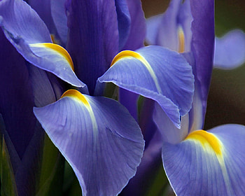 Purple Beautiful Flower, flowers, purple HD wallpaper