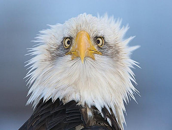 Bad hair day, feathers, eagle, bird, yellow bill and eyes, white and brown, bald eagle HD wallpaper