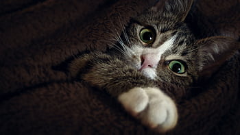 Close-up of a tabby cat cozy in a blanket, showcasing its intense green eyes. HD wallpaper
