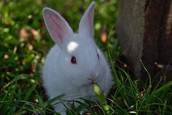 Cute, white rabbit, animal HD wallpaper