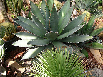 Pointed Cactus, pointed, cactus, layers, petals HD wallpaper
