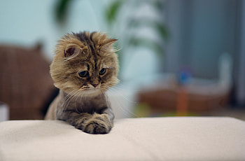 Animals, Cats HD wallpaper