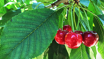 Guide to planting cherry trees, Cultivating cherry orchards, Country's cherry bounty, A tree full of sweetness HD wallpaper
