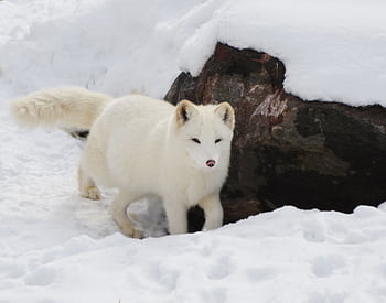 A serene arctic fox in its winter coat, blending with a snowy wilderness setting. HD wallpaper