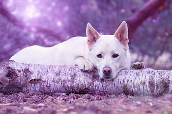Animals, Lies, Dog, Muzzle, Log HD wallpaper