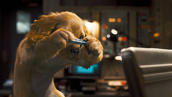 Say Cheese!, dog, snapshot, , camera HD wallpaper