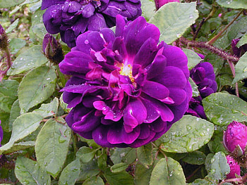 flower, nature HD wallpaper