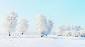 snow forest, frost, snow, witer, trees, forest HD wallpaper