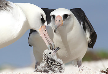 Bird's beak up close, Captivating albatross, Fascinating anatomy, Avian wonder HD wallpaper