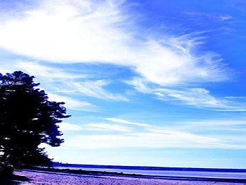 blue sky, blue, sky, water, tree HD wallpaper