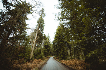 Nature, Trees, Road, Forest, Park HD wallpaper