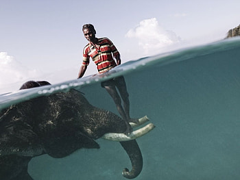 Elephant, swimming, mahout, human, wild, big, bangladesh, underwater, beast, water HD wallpaper